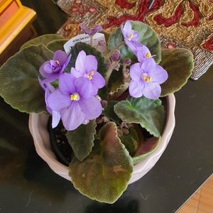 Meet your Posher, Iman